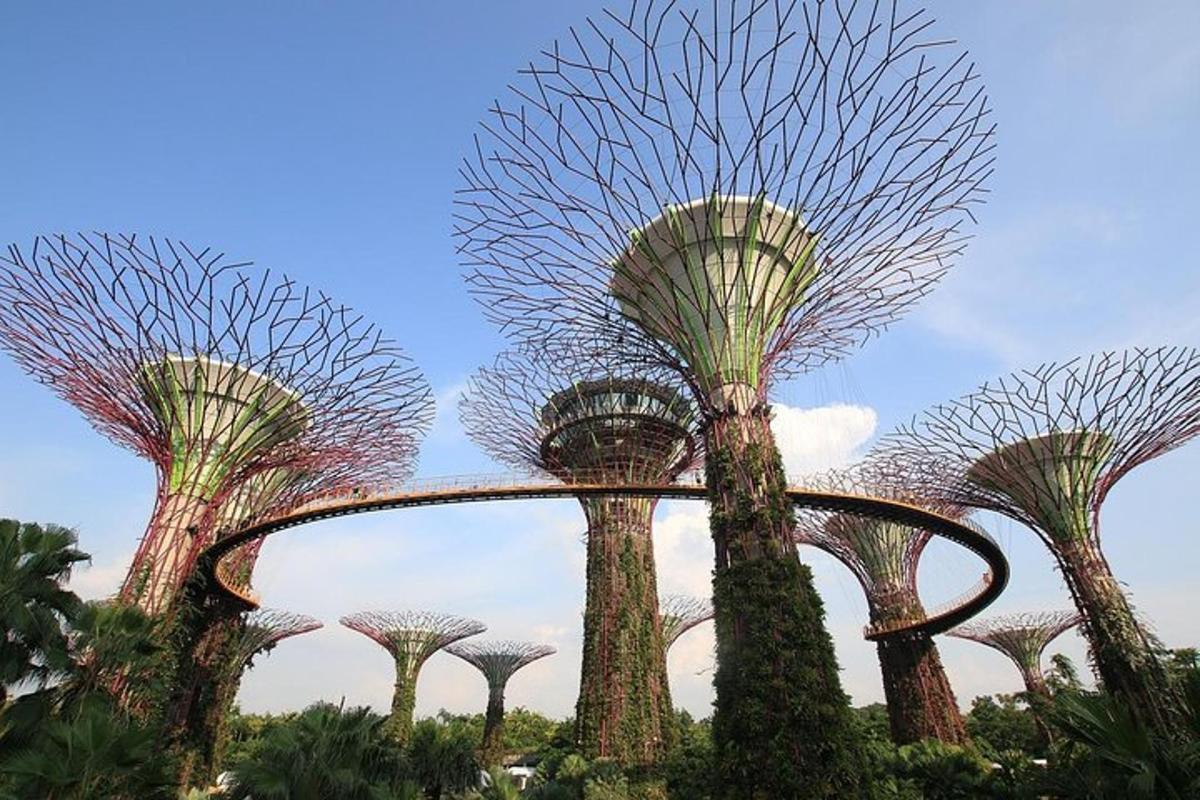 a group of tall trees in a park