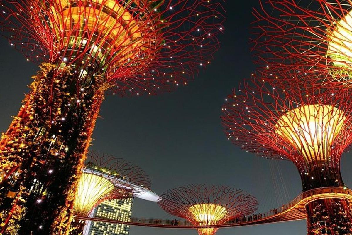 a group of trees with lights on them at night