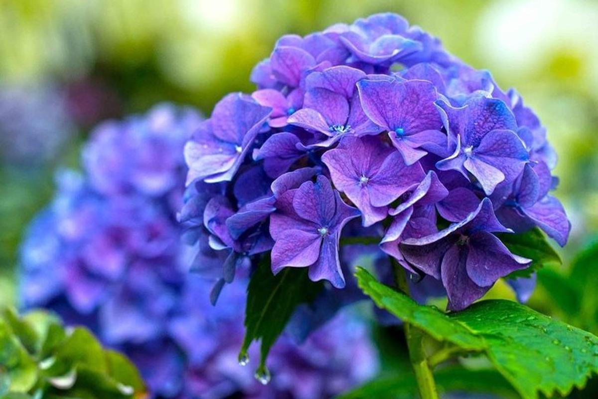 a bunch of purple flowers with green leaves