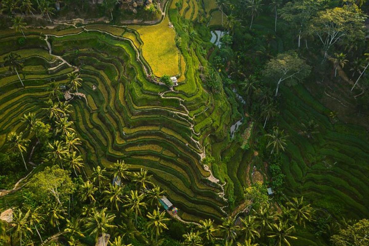 una vista aerea di una risaia terrazzata