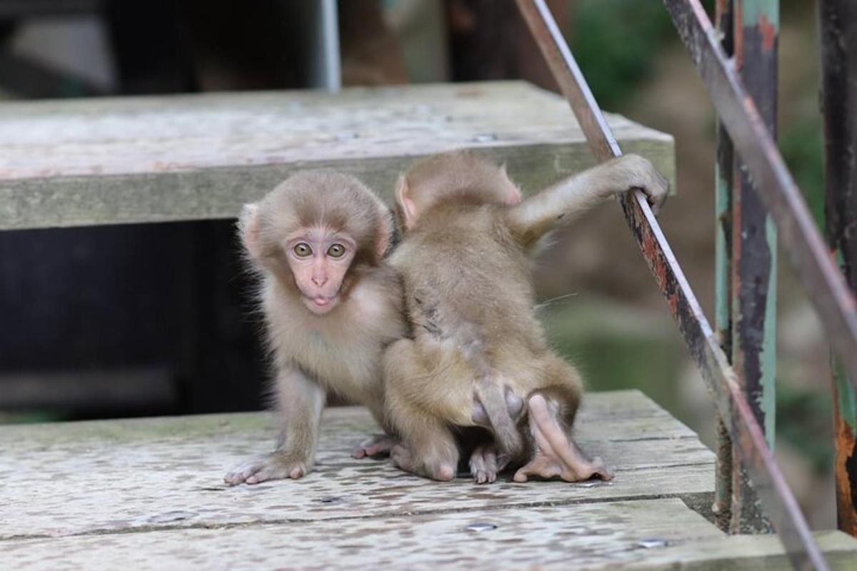 a baby monkey sitting on top of a bench