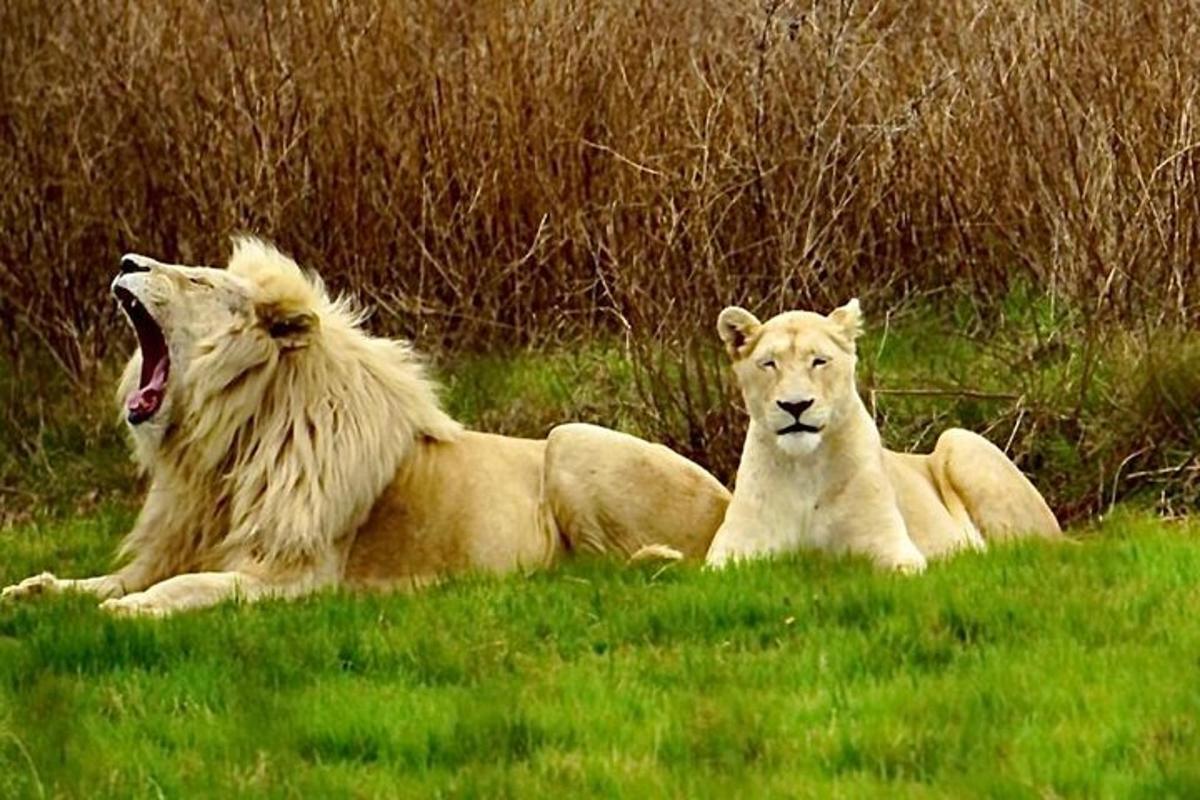 twee leeuwen liggen in het gras in een veld
