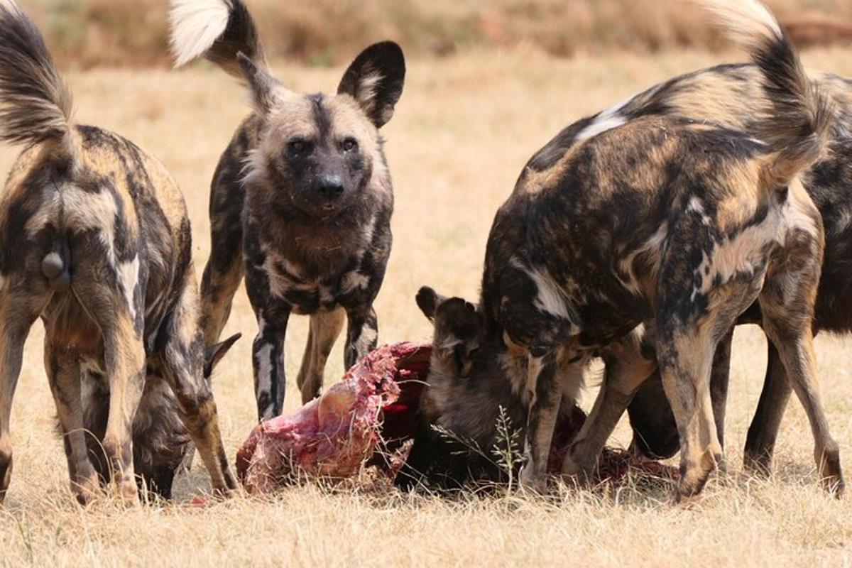 un gruppo di iene che giocano con un animale morto