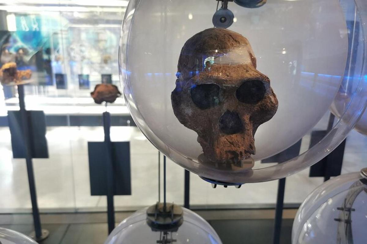 Una calavera en una bola de cristal expuesta en un museo.
