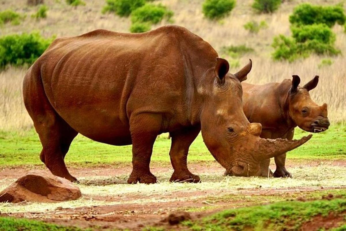 Una pareja de rinocerontes de pie en un campo