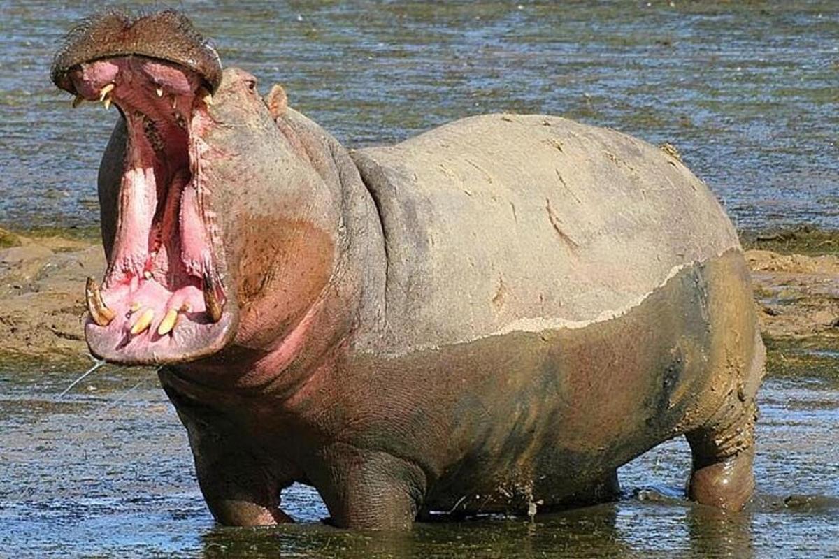 um hipopótamo parado na água com a boca aberta