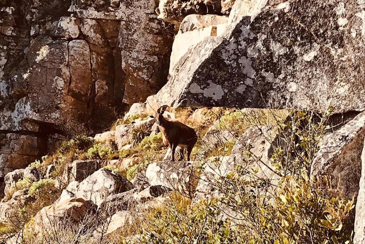 μια κατσίκα που στέκεται στην πλαγιά ενός βραχώδους βουνού