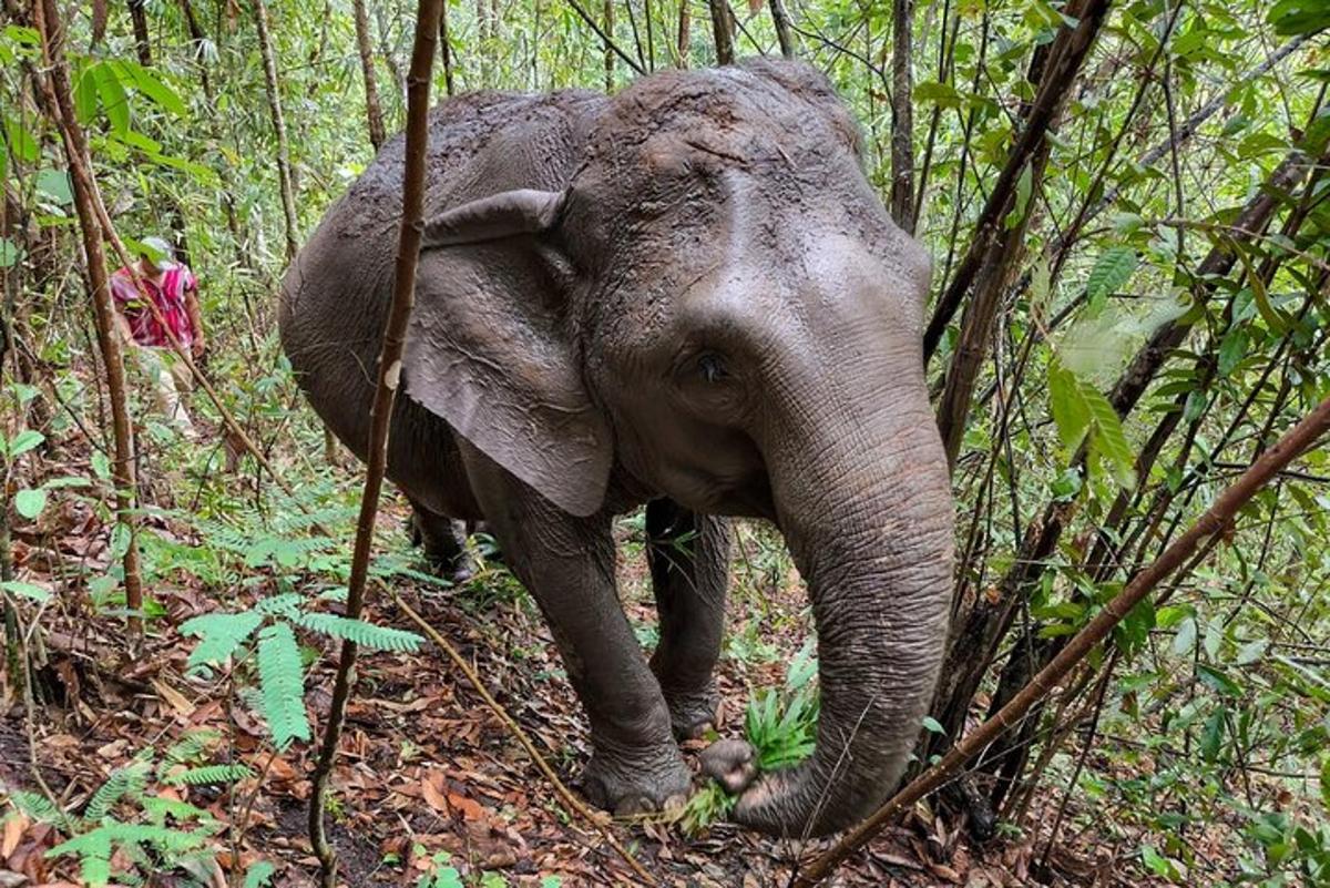 un elefant caminant pel bosc amb la trompa