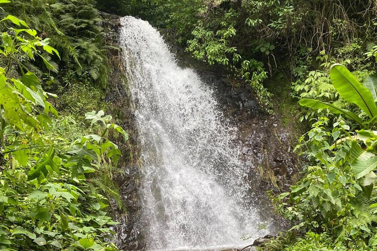 a waterfall in the middle of a forest