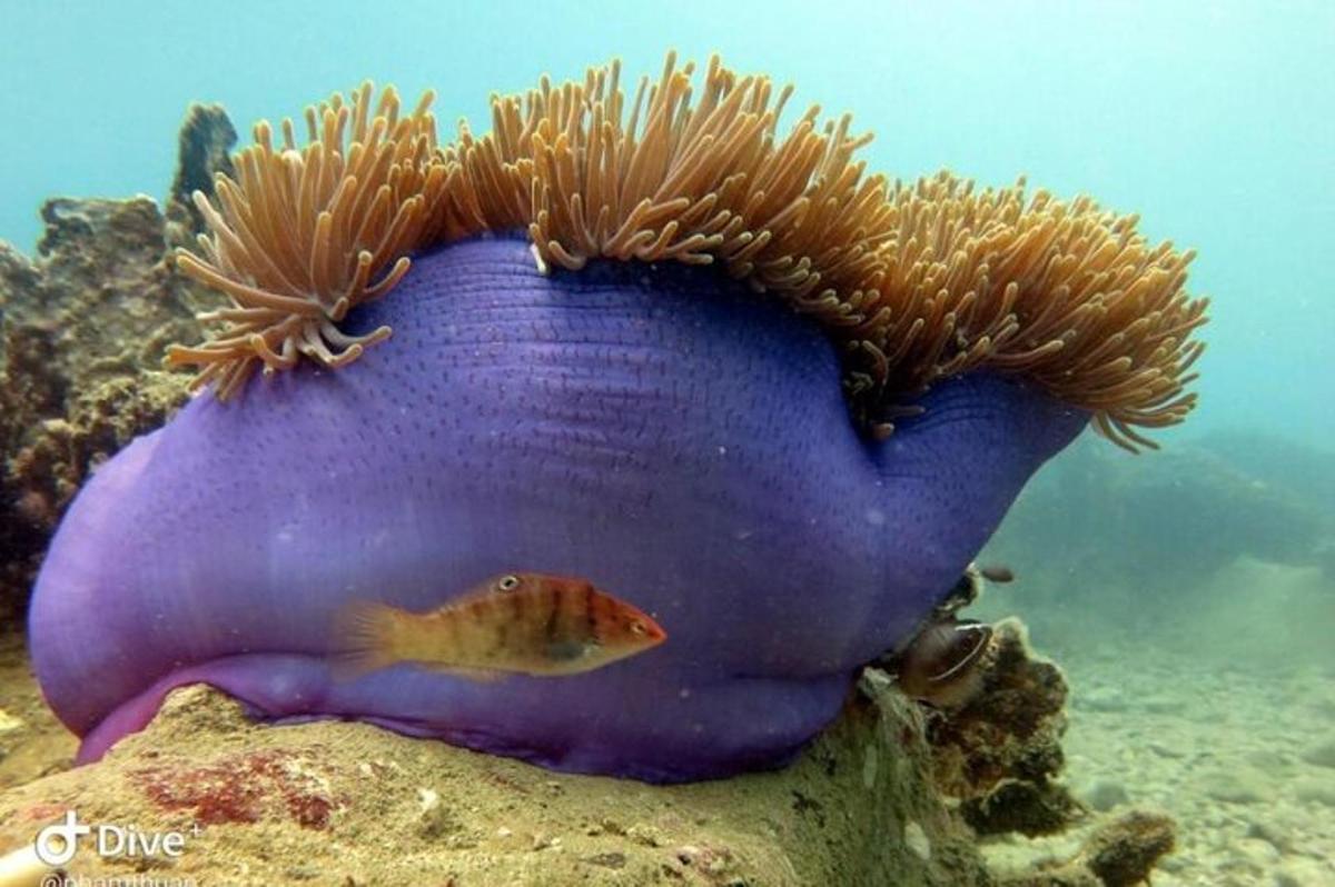 vijolična goba z ribo v oceanu