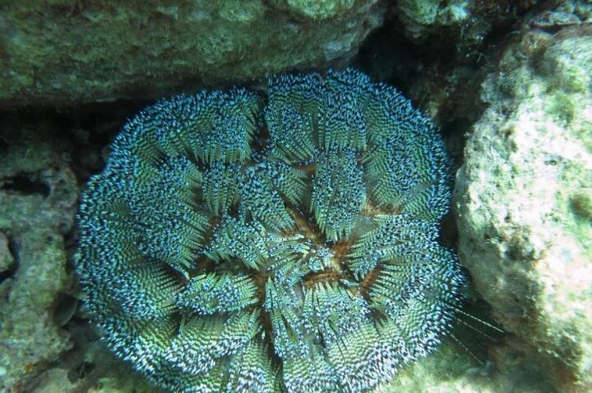 Un primer plano de una gran esponja oceánica azul.
