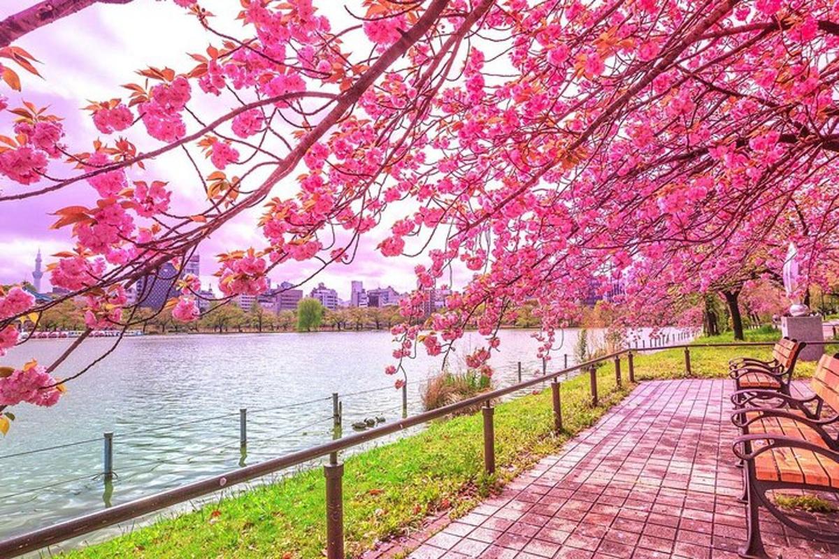 một cái cây có hoa màu hồng bên cạnh một vùng nước