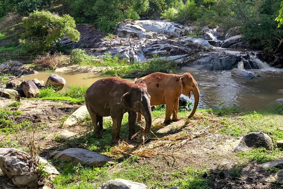 due elefanti in piedi accanto a un fiume