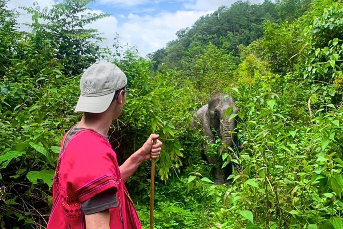 un uomo sta guardando un elefante nella foresta