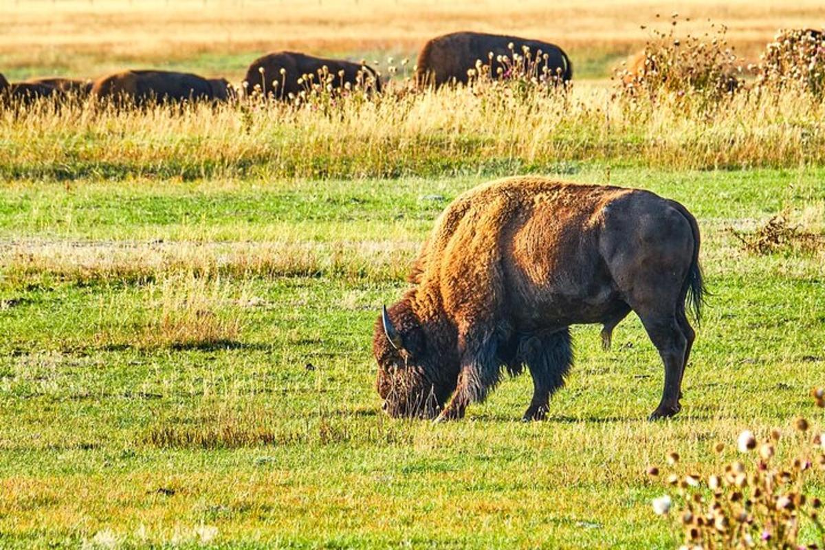Un búfalo pastando en un campo con una manada de elefantes.