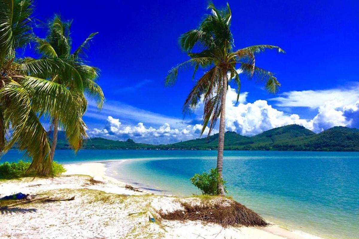 dua pokok palma di pantai dengan air biru