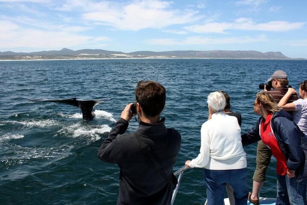 eine Gruppe von Menschen, die auf einem Boot Fotos von einem Delfin machen