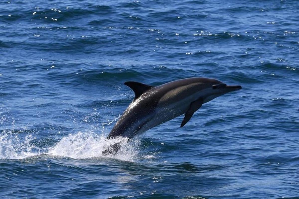 delfin, ki skače iz vode