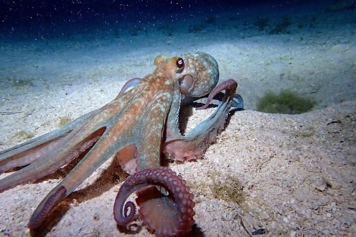 an octopus is sitting on the ocean floor