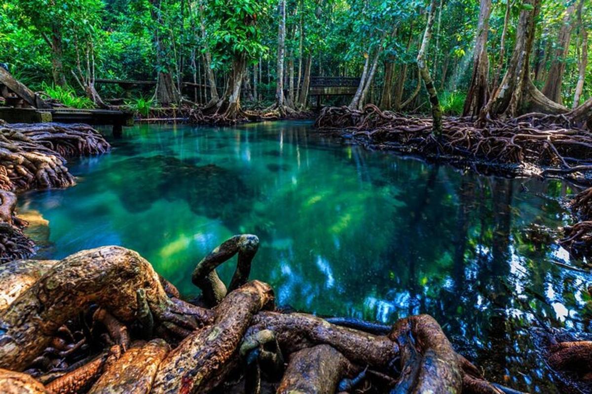 una pozza d'acqua in mezzo a una foresta