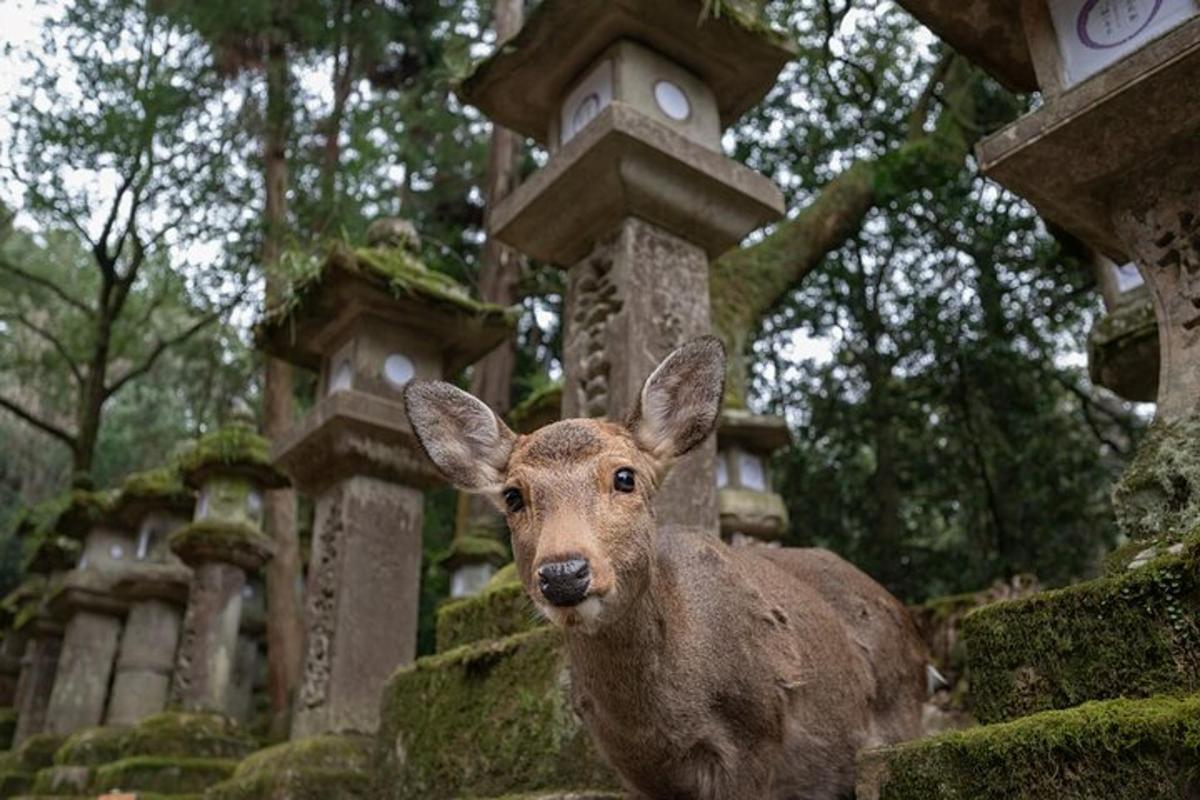 5枚目の観光スポット・アクティビティの写真