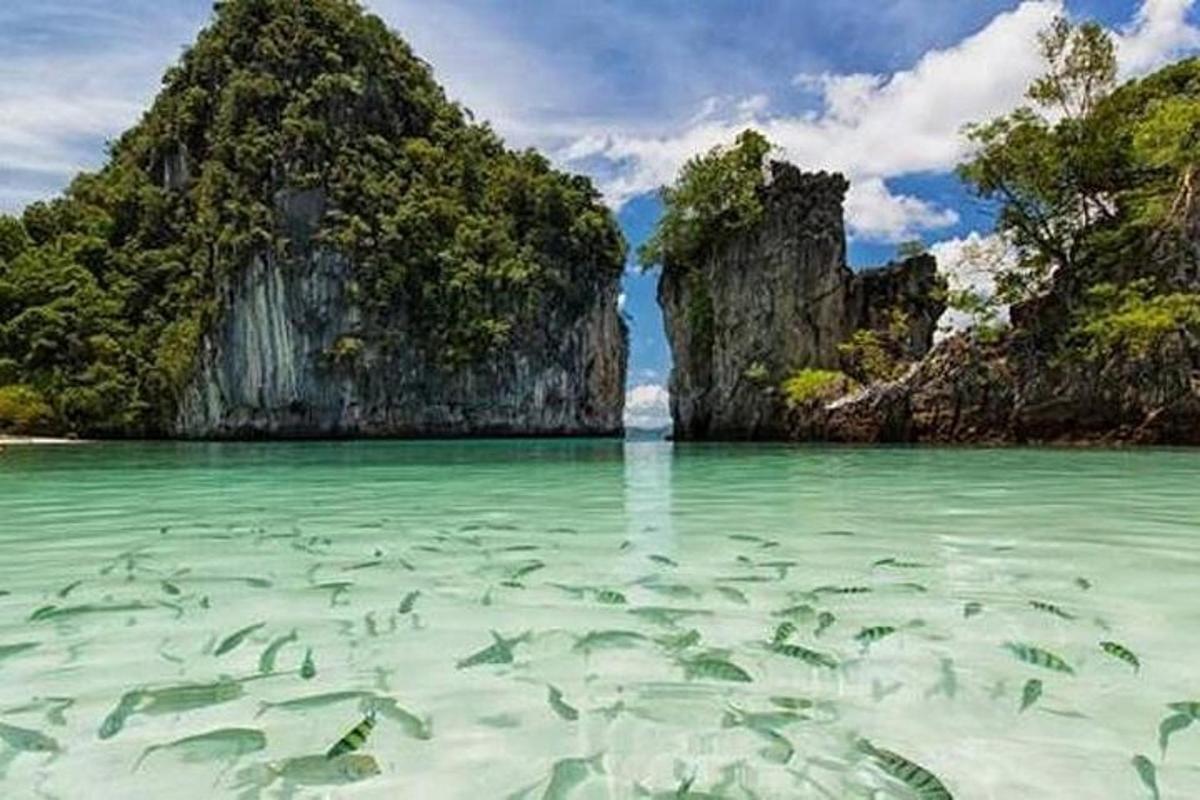 un gruppo di pesci che nuotano in uno specchio d'acqua