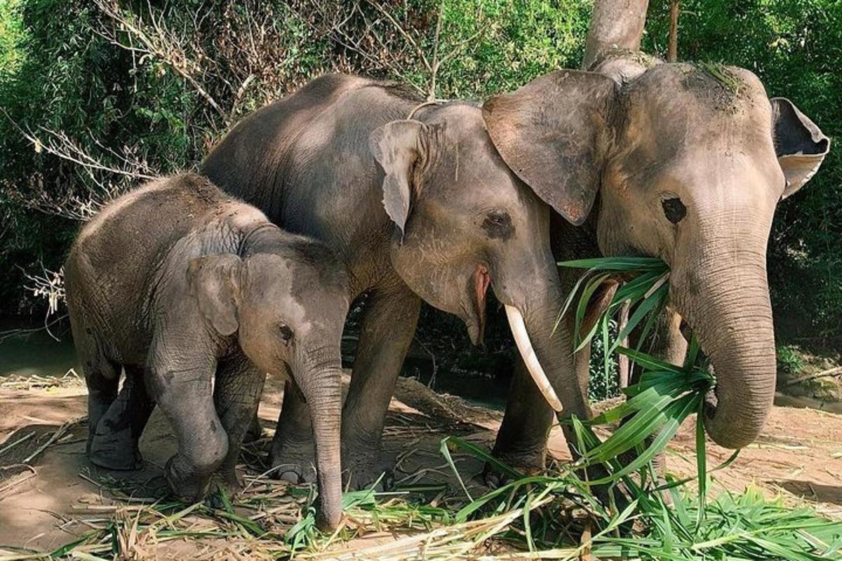 a couple of elephants standing next to a baby elephant