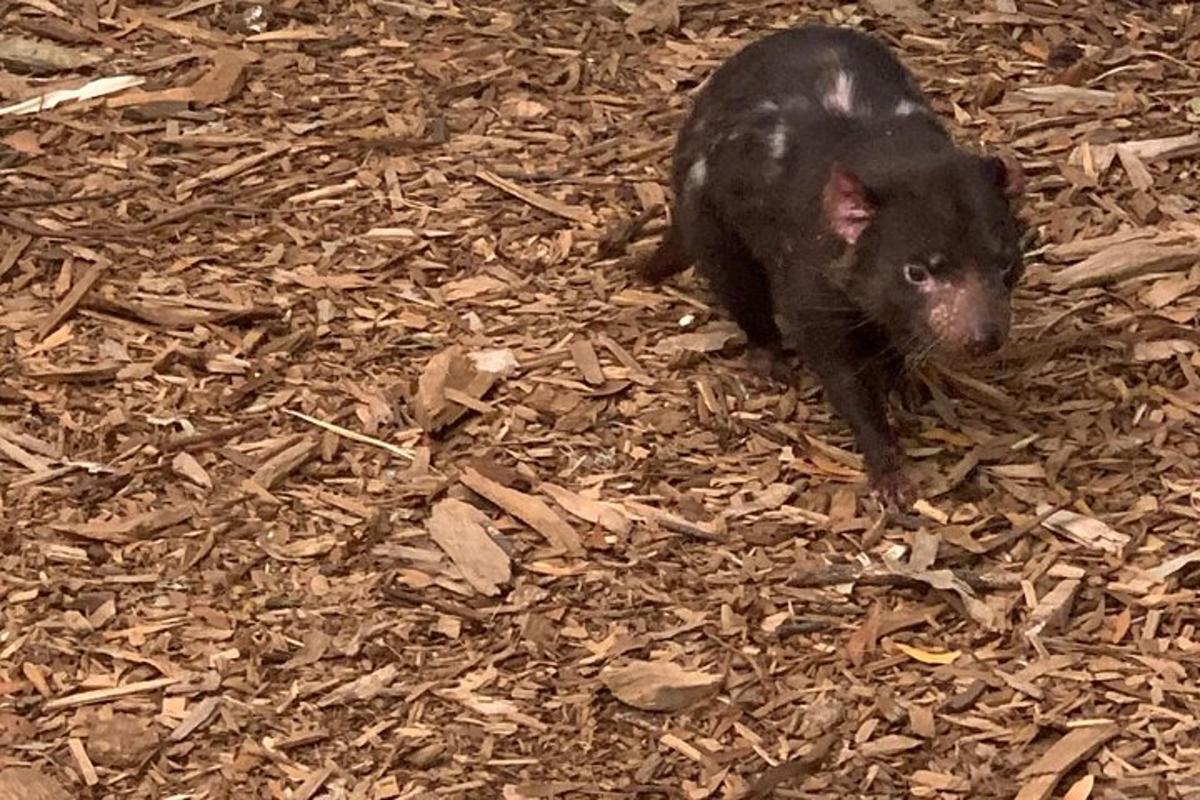 um animal preto em pé sobre lascas de madeira