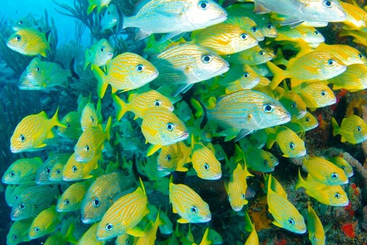 un grup de pești galbeni și albaștri în ocean