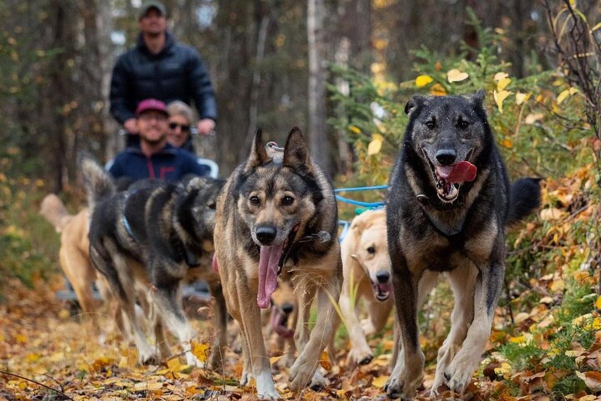 skupina psov bežiacich v lese
