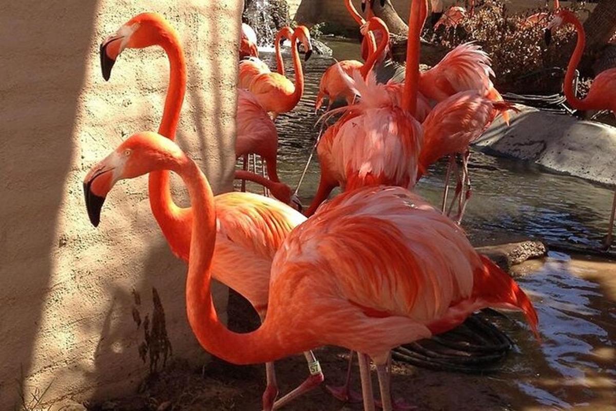 sekelompok flamingo berdiri di air