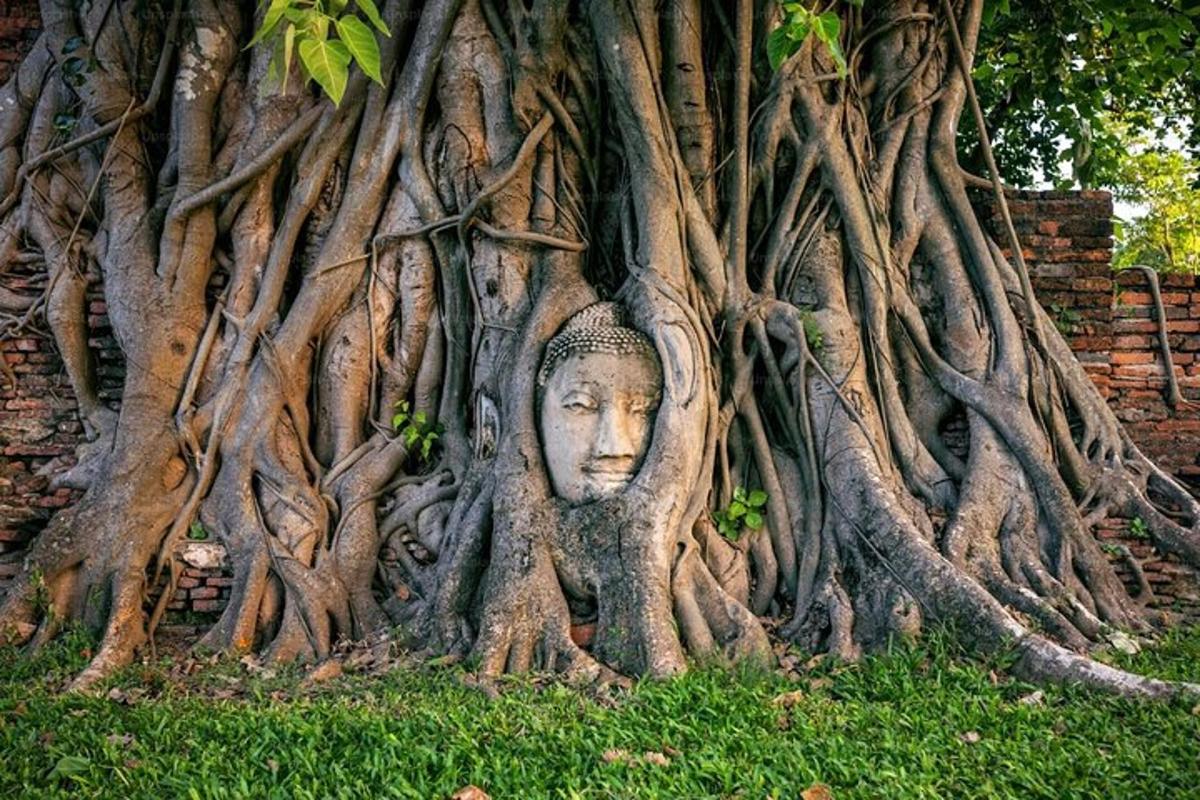 un albero con una statua di una testa avvolta nelle radici