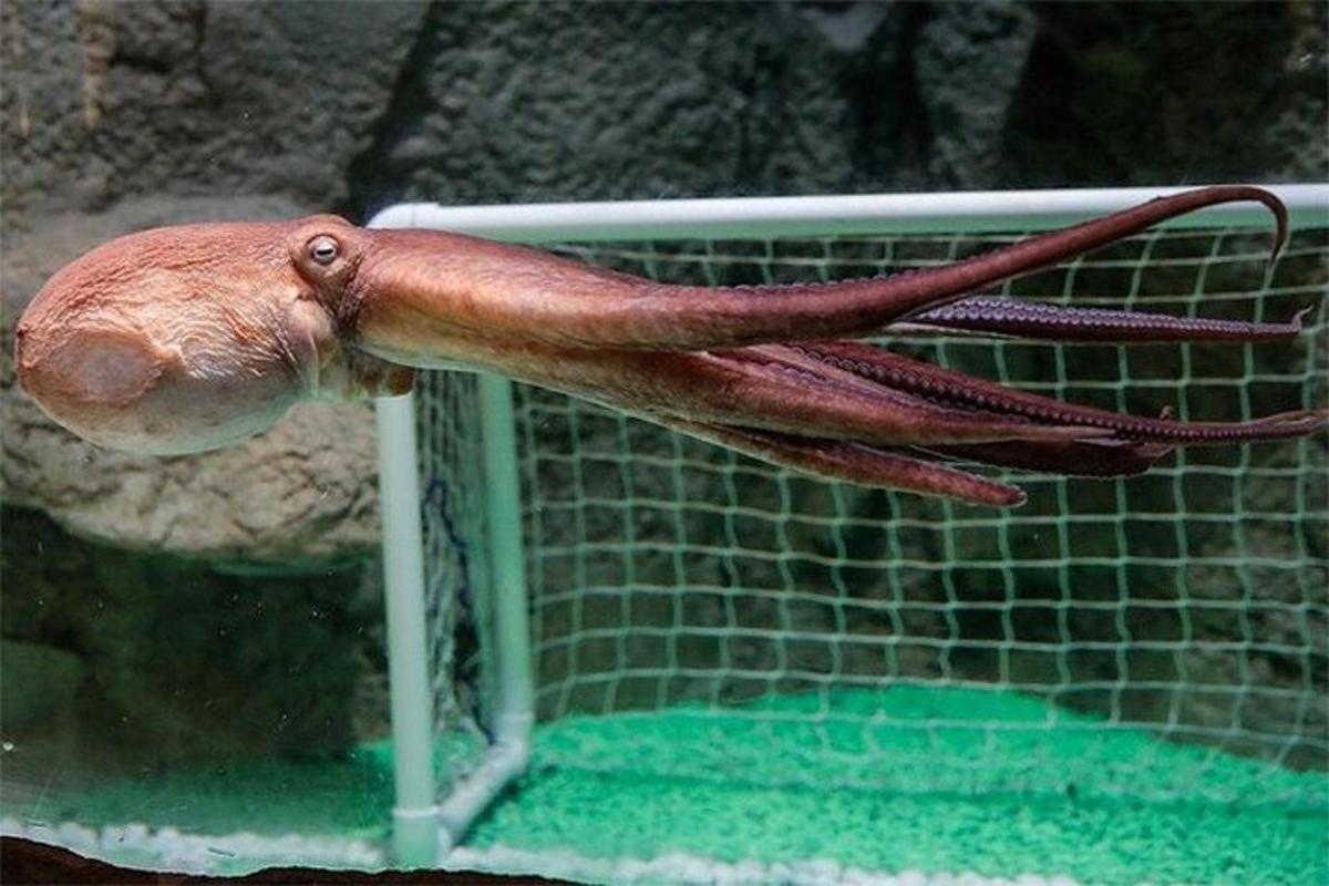a puppet of an octopus on top of a cage
