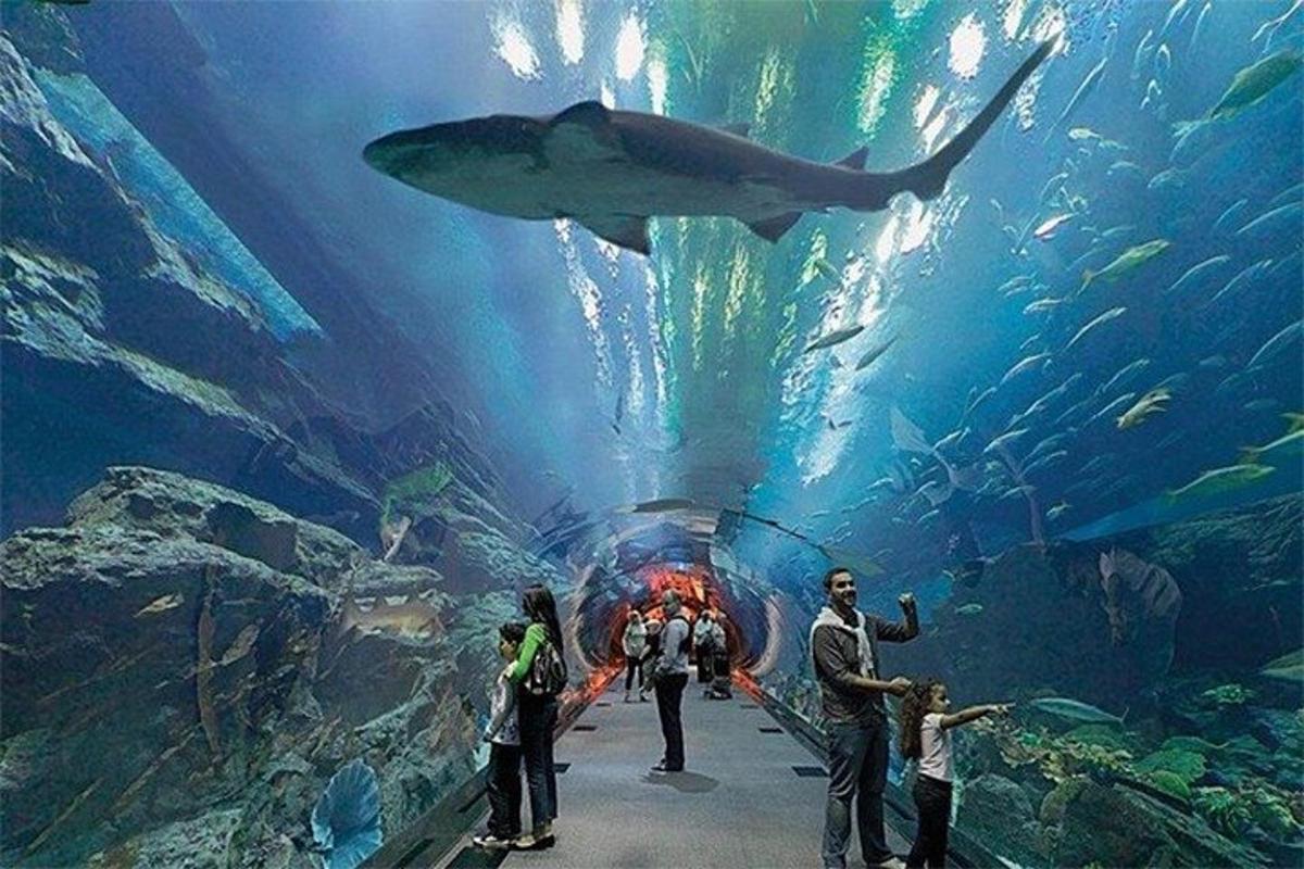 Un grupo de personas mirando un tiburón en un acuario.