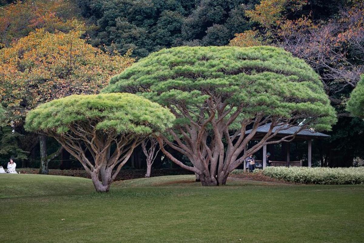 due alberi nell'erba in un parco