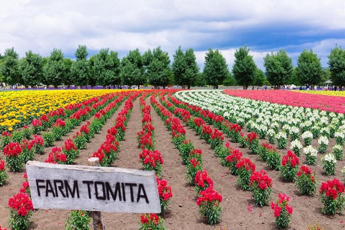 Fotografia 1 a atracției