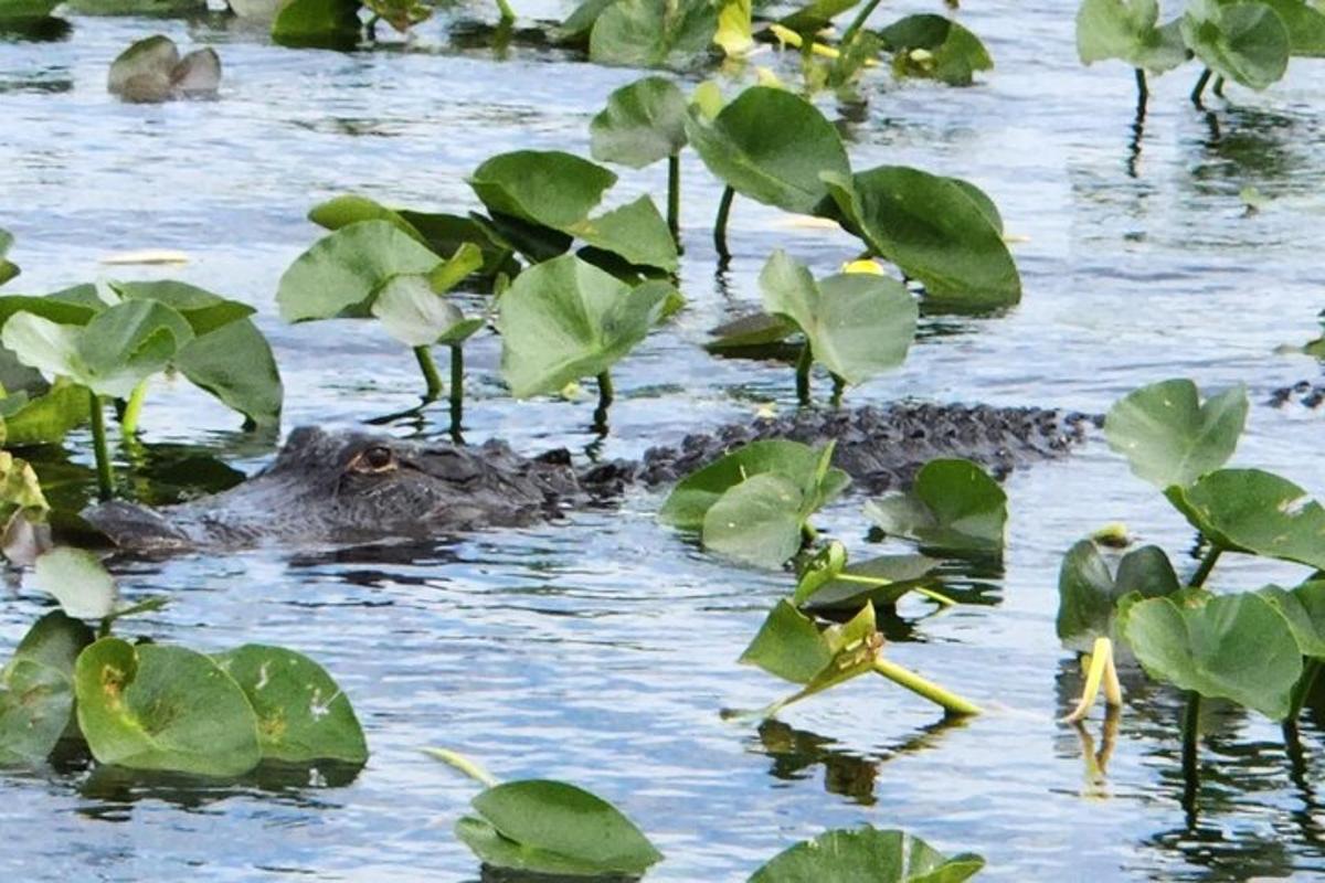 an alligator swimming in the water with green leaves
