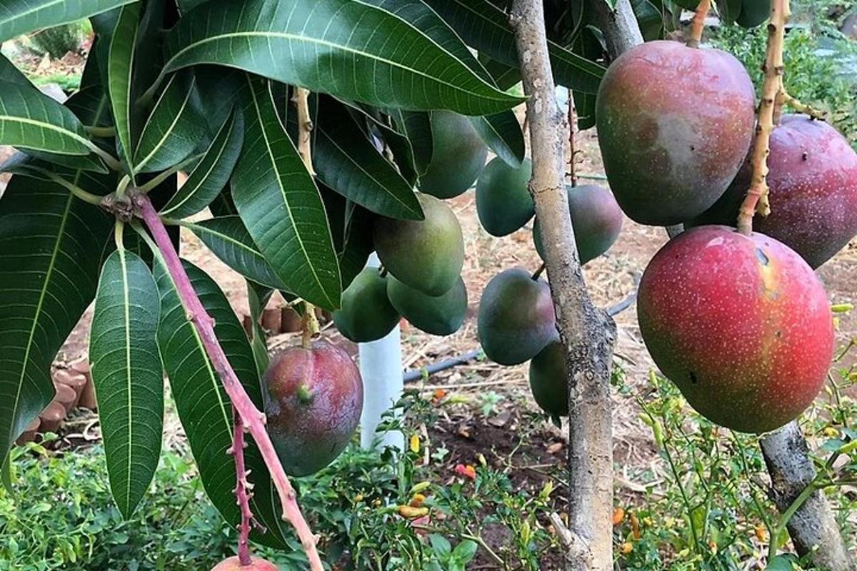 un mazzo di mango appeso a un albero