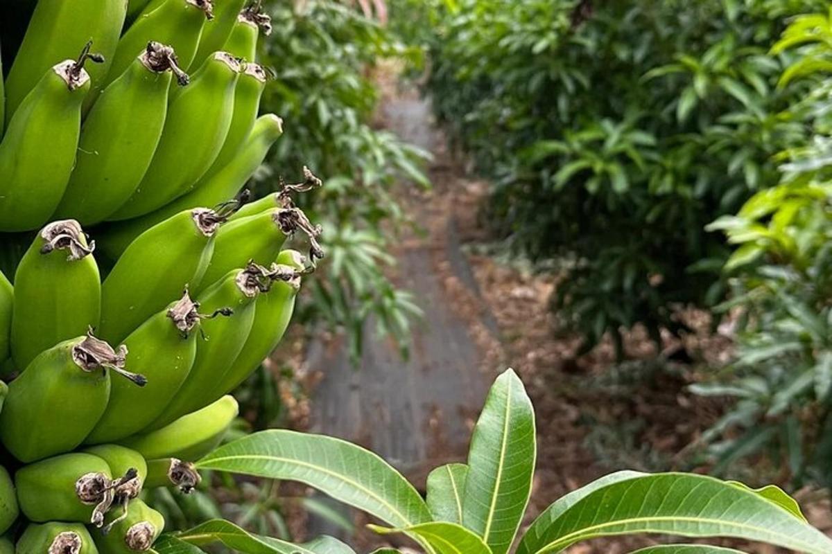 un casco di banane verdi appeso a un albero