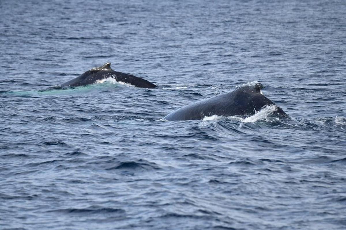 dos delfines nadando en el agua