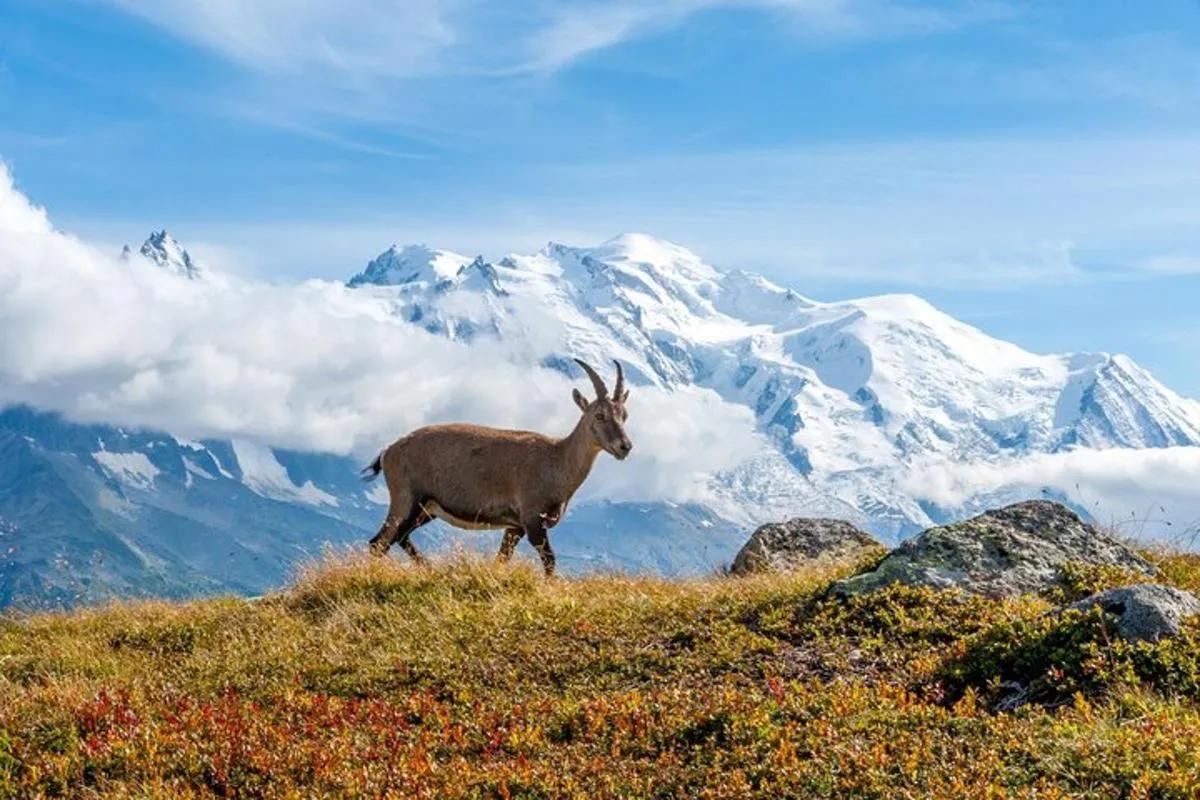 Observation animalière guidée à Megève avec pique-nique, 8 h – photo 3