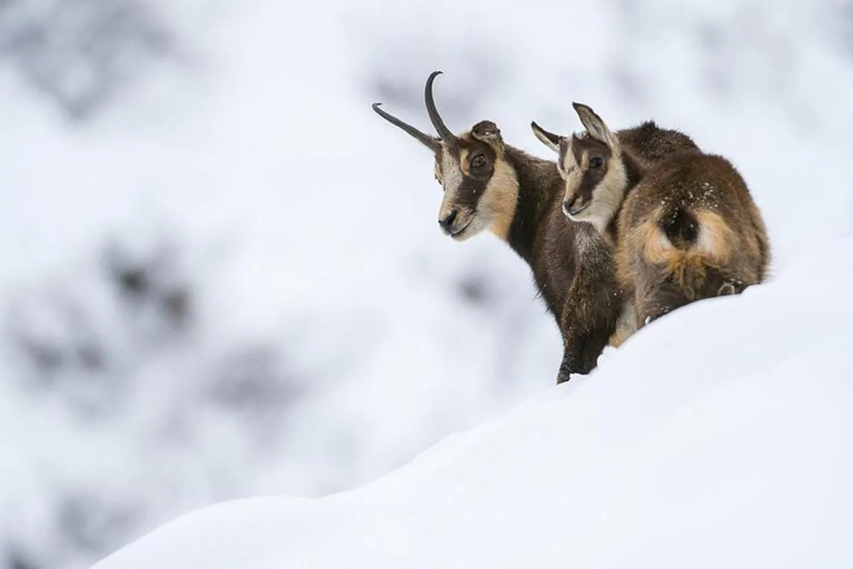 Observation animalière guidée à Megève avec pique-nique, 8 h – photo 5