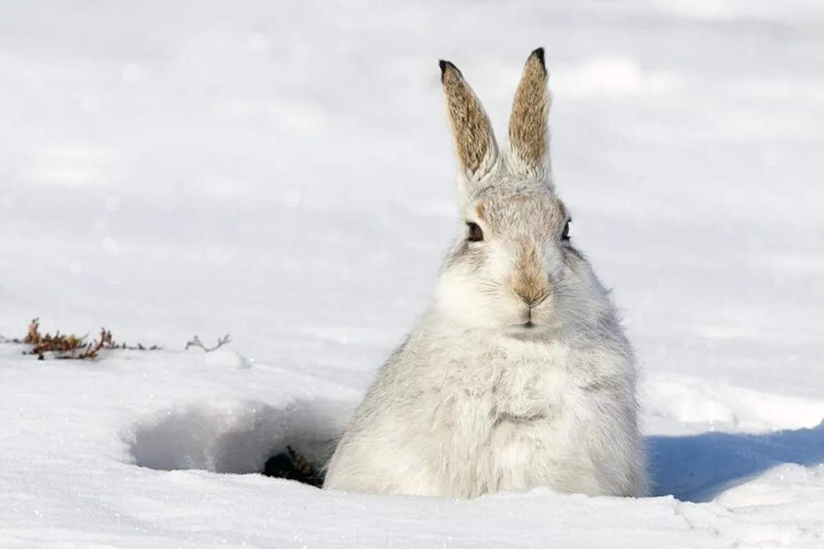 Observation animalière guidée à Megève avec pique-nique, 8 h – photo 6