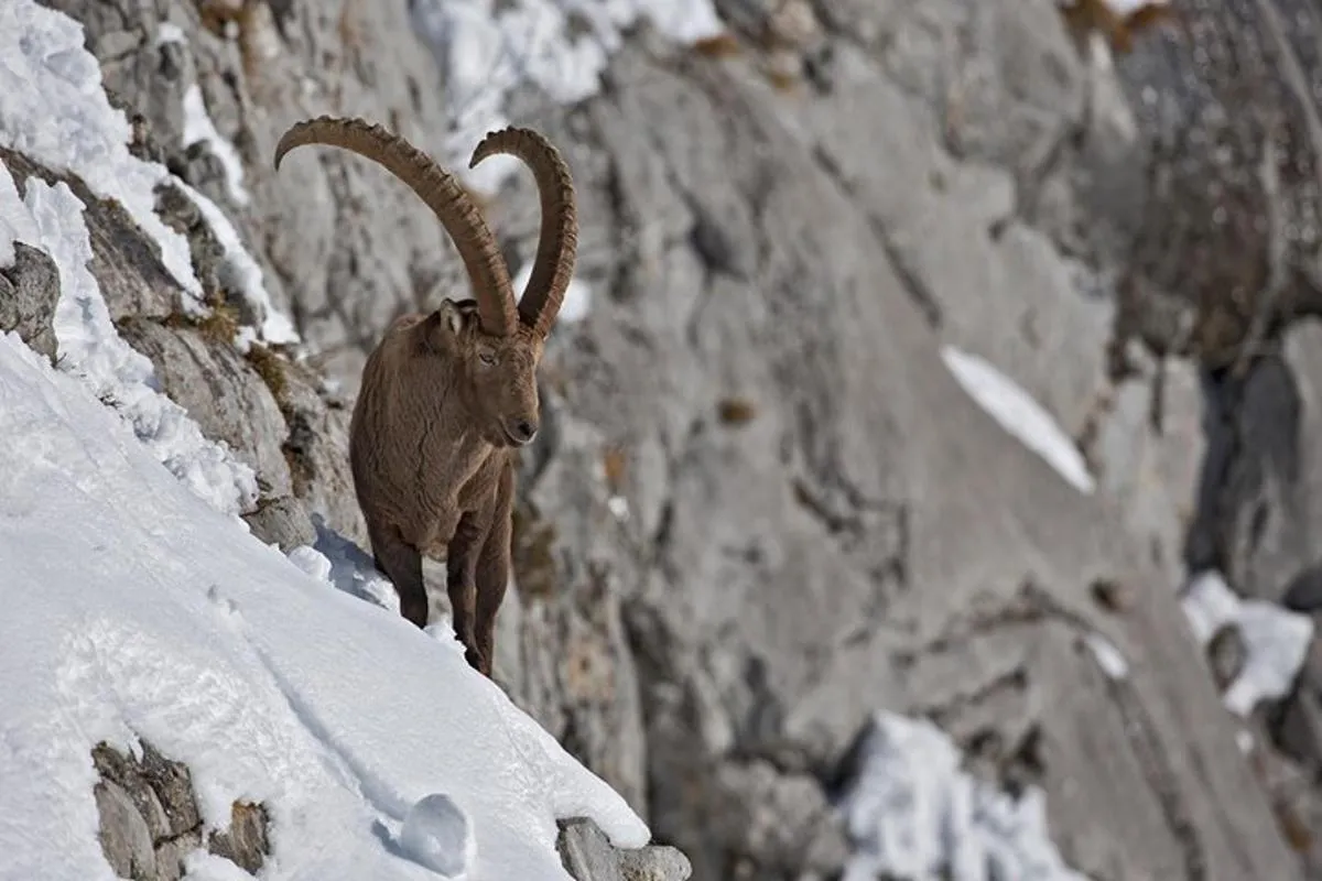 Observation animalière guidée à Megève avec pique-nique, 8 h – photo 7