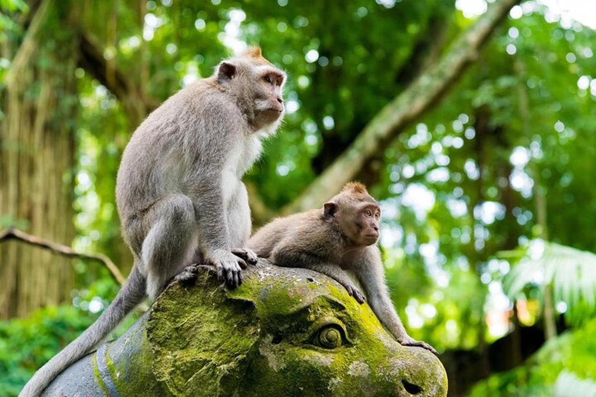 dua ekor monyet duduk di atas kepala