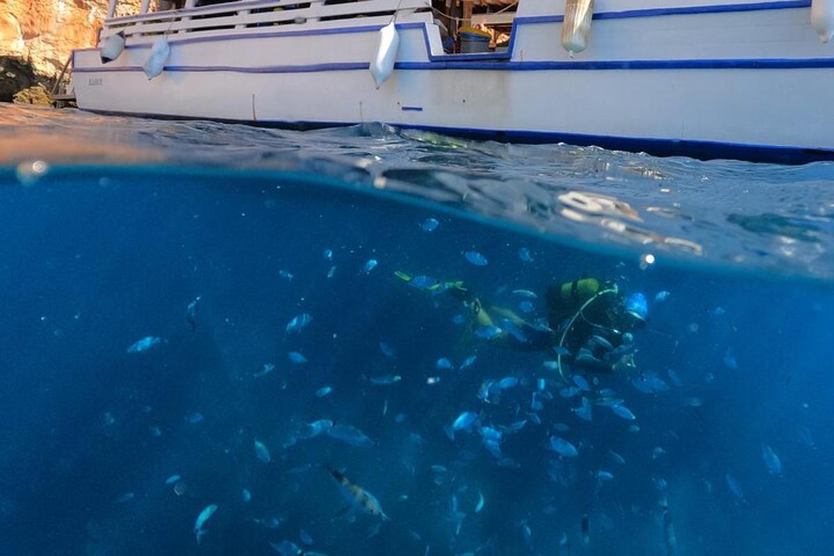 un grup de peixos nedant al costat d'una barca