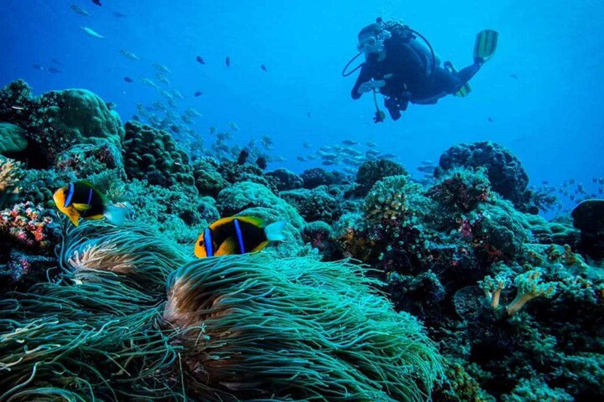 a person swimming over a coral reef with fish