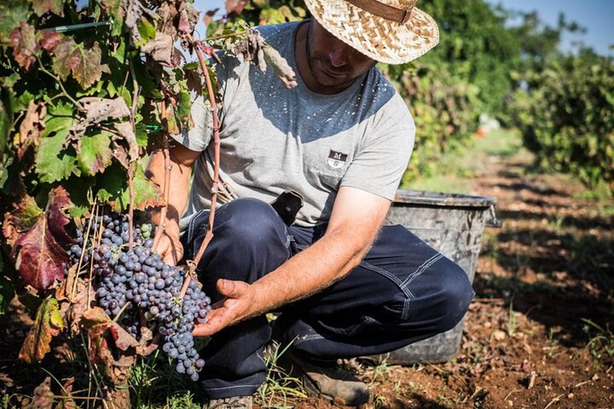 un uomo con un cappello che raccoglie l'uva da un vigneto
