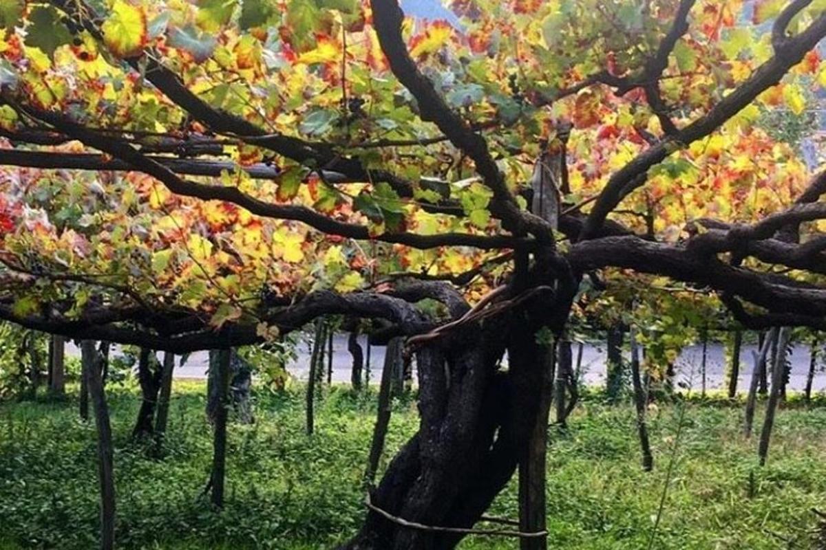 un albero con foglie colorate in un campo