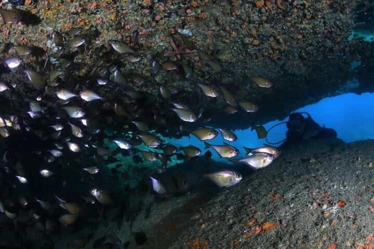 eine Gruppe von Fischen in einem Gewässer